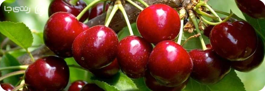 گیلاس میگون